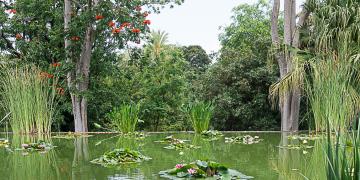 Jardin d'Acclimatation de la Orotava
