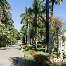 Allée des palmiers